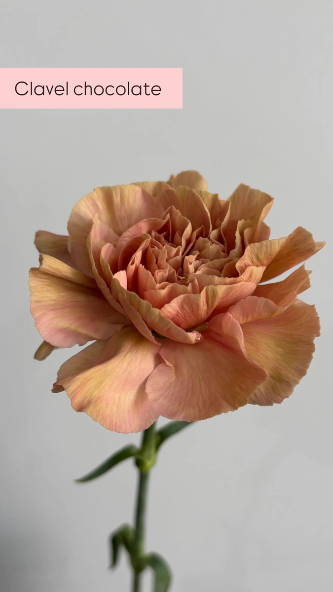 Clavel