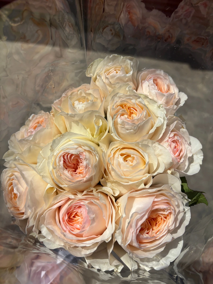 Rosa Inglesa