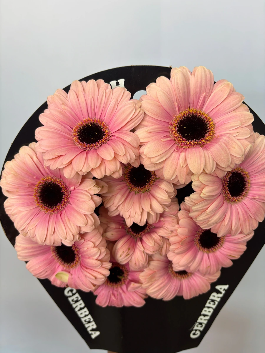 Gerbera