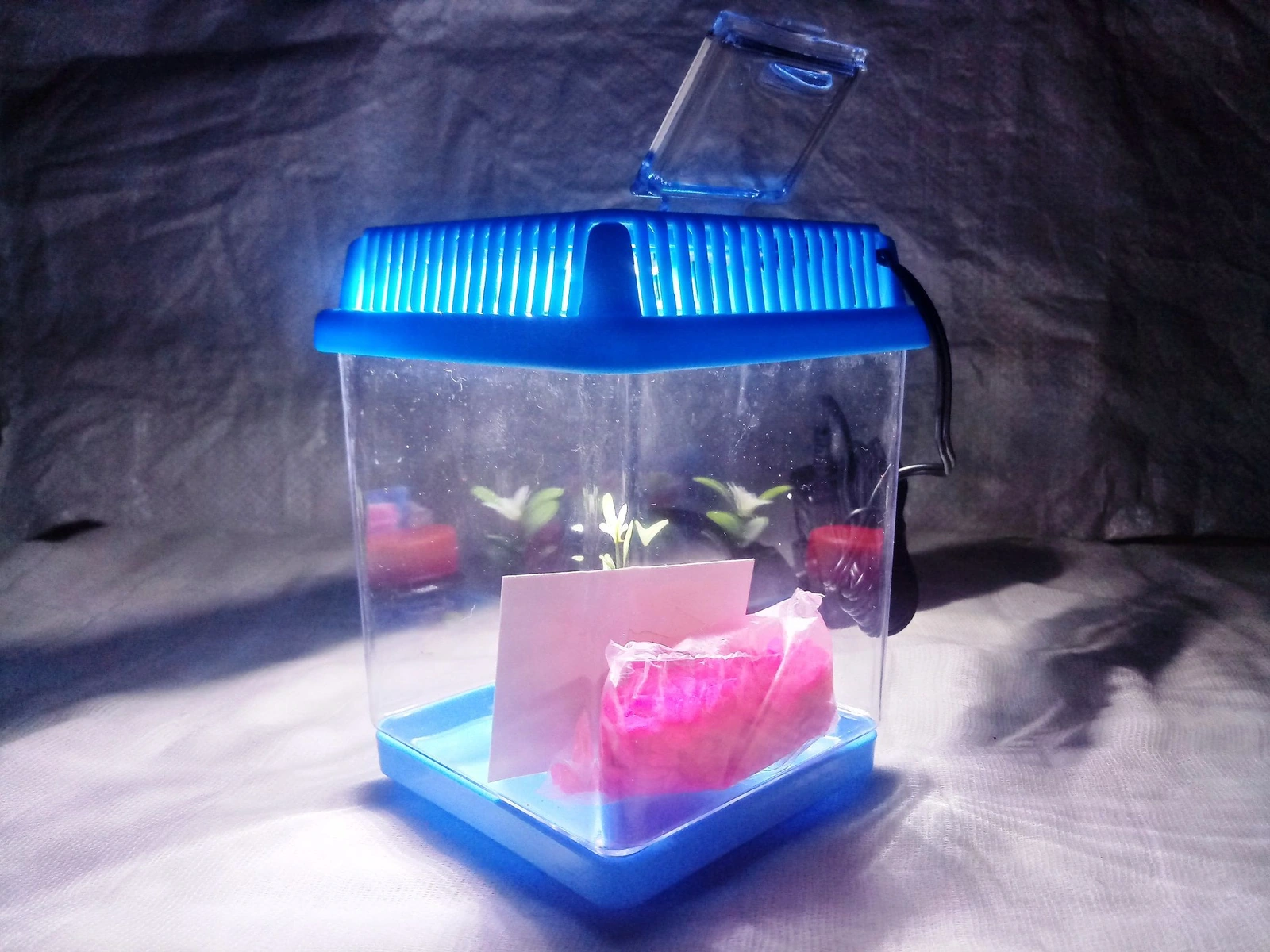 Kit Betta (pecera) 1 Litro Equipada Con Led Colores Aleatorios