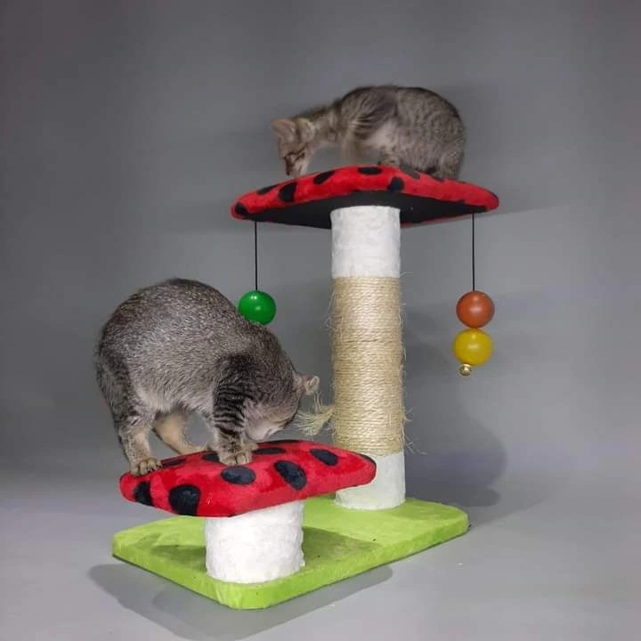 Rascador modelo hongos