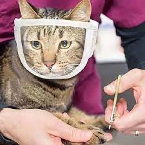 Mascarilla Transparente, Bozal Para Gatos Chico Y Mediano